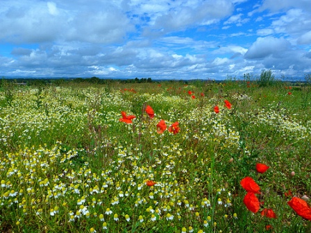 Field with poppies